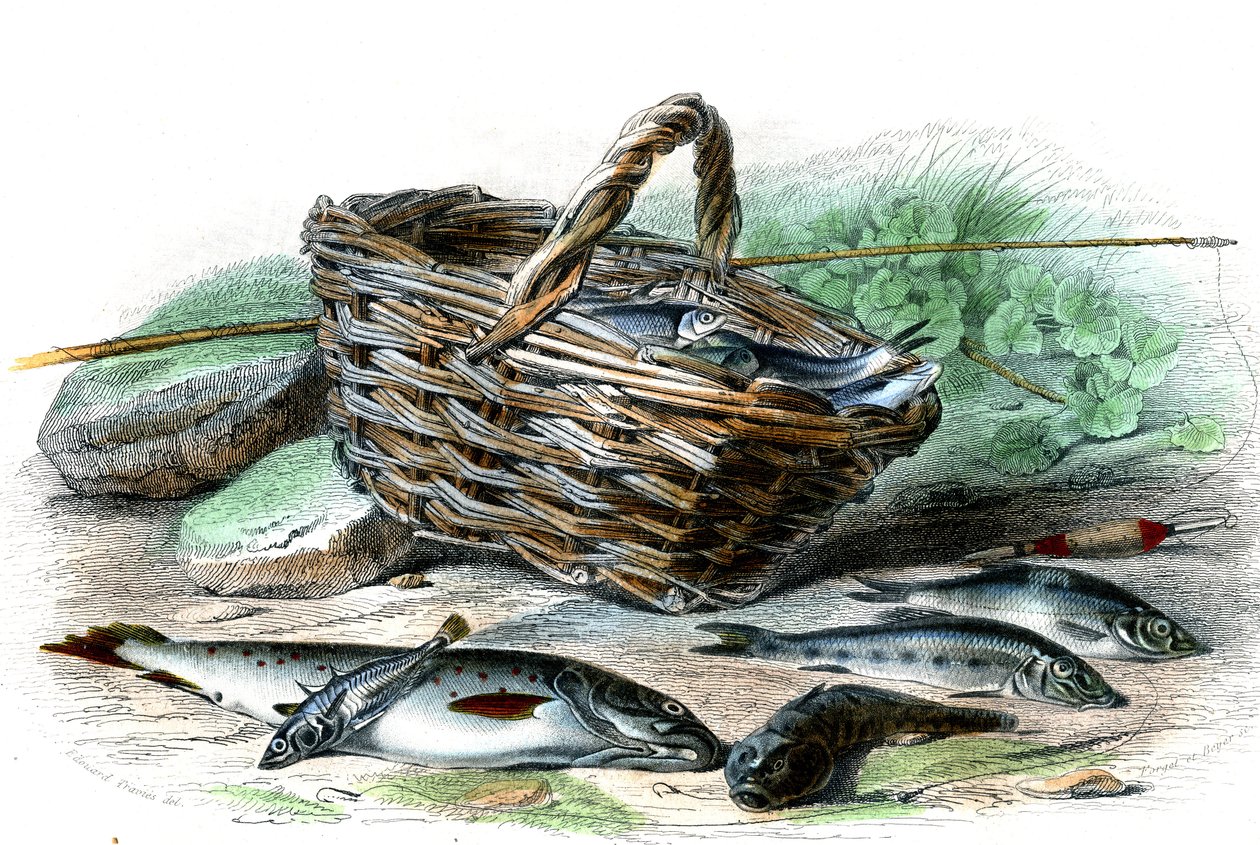 Ørreten (Salmo Trutta), Chabot's cote (Collus Chabraea), spinaten (Gasterosteus aculeatus), støren (Gobio Gobio), den dyktige (Alburnus Alburnus) - Tallerken fra naturhistorien av Bernard Germain de Lacepede (1856-1925) , P. Furme-utgaven, Paris av French School