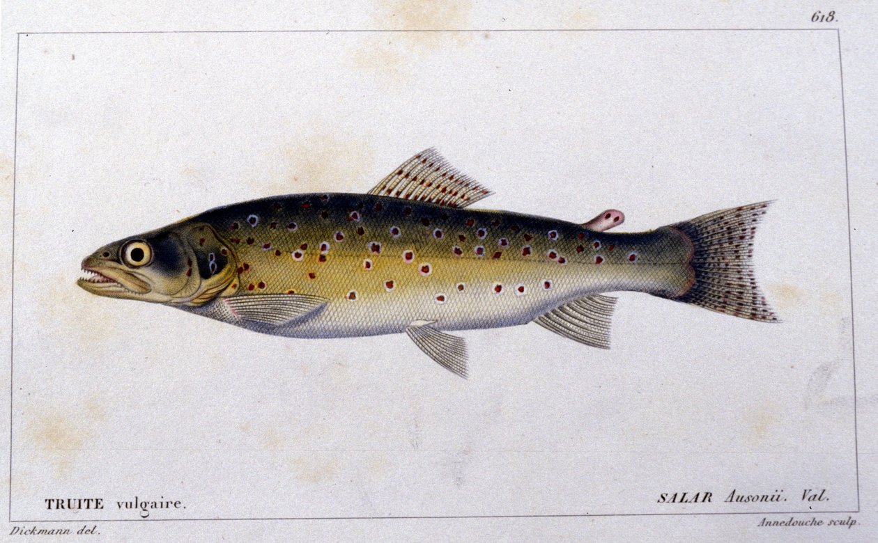 Den vanlige ørreten i henhold til "Natural history of fish"" av Cuvier, Valenciennes, Paris av French School