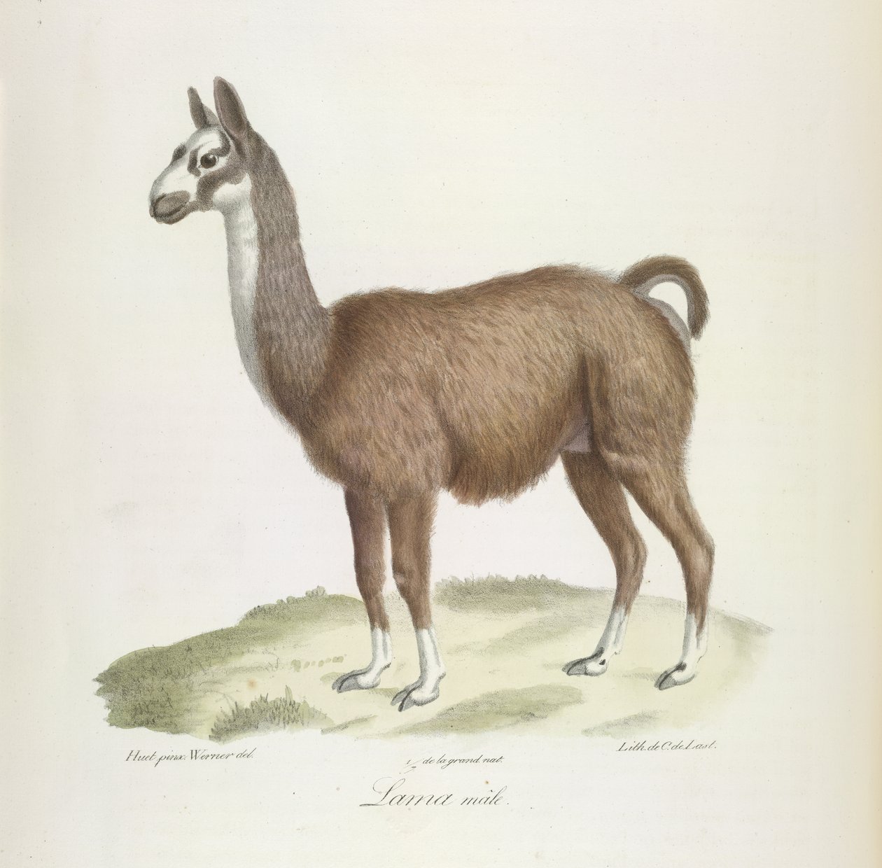Hann Llama, fra Natural History of Pattedyr (farge litho) av French School