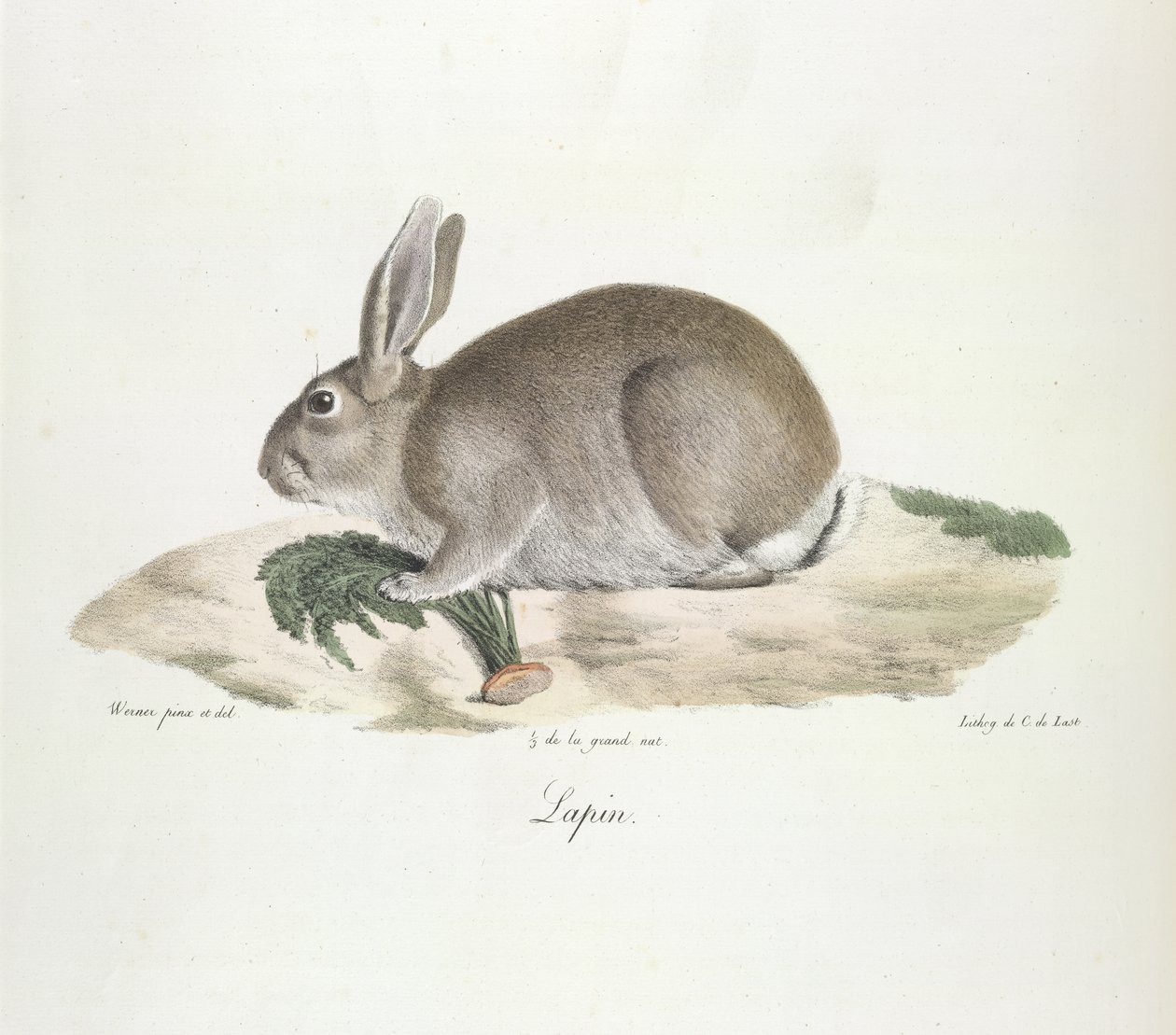 Kanin, kanin, fra Natural History of Pattedyr (farge litho) av French School