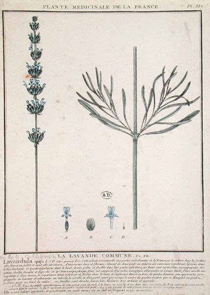 Lavender Spike, tallerken fra 