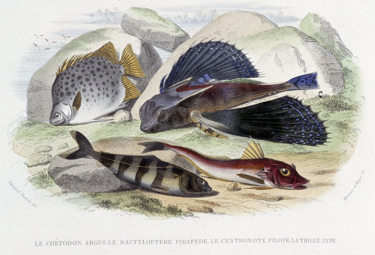 Chatodon argus, tyloptera pirapede, centronote piloten, trigle lyre - i "Histoire Naturelle" av Lacépède, red. Veurne, Paris av French School
