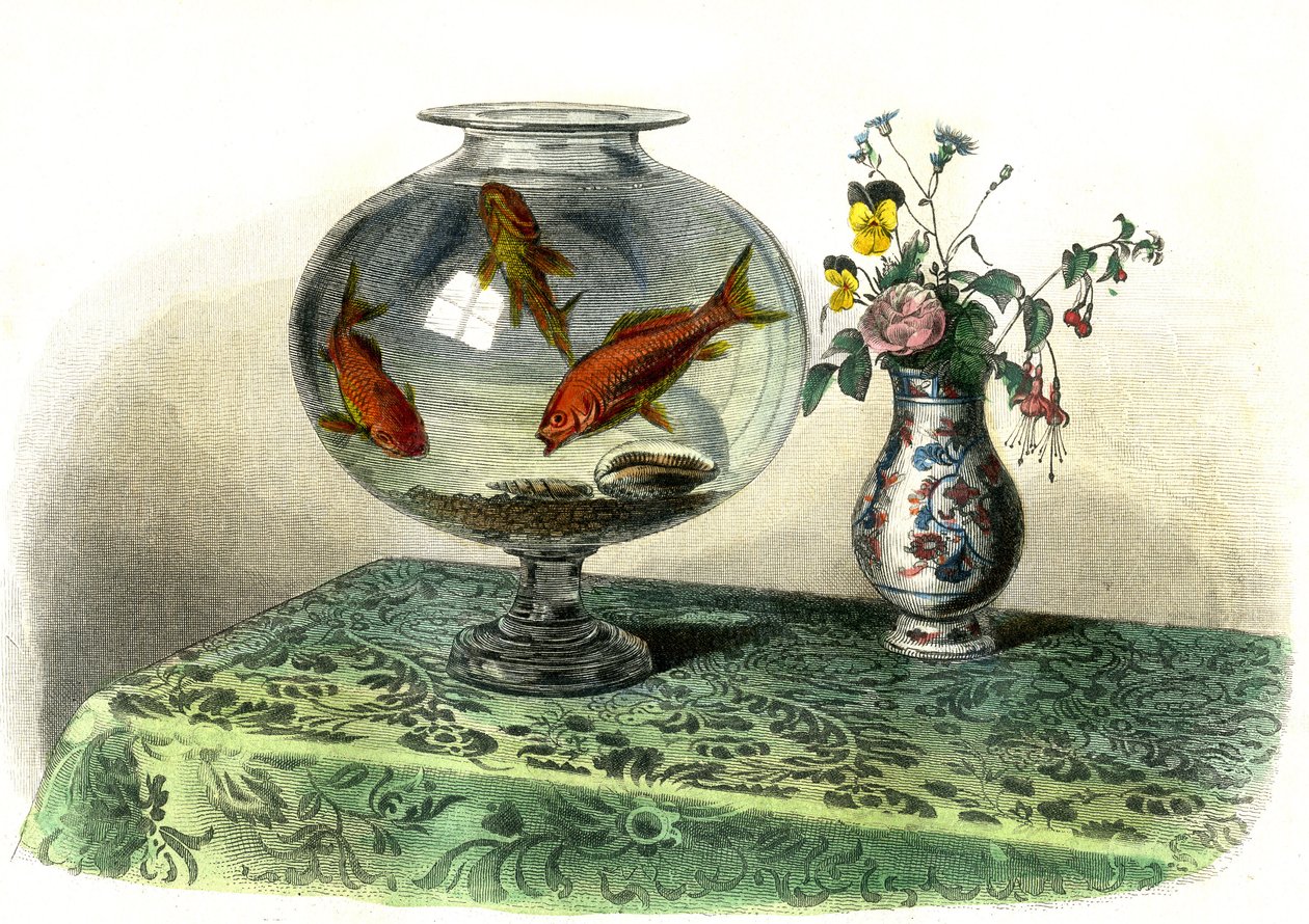 Gullfisk (Cyprinus Auratus) - Plate hentet fra Histoire Naturelle av Bernard Germain de Lacepede (1856-1925), utgave P.Furme, Paris av French School