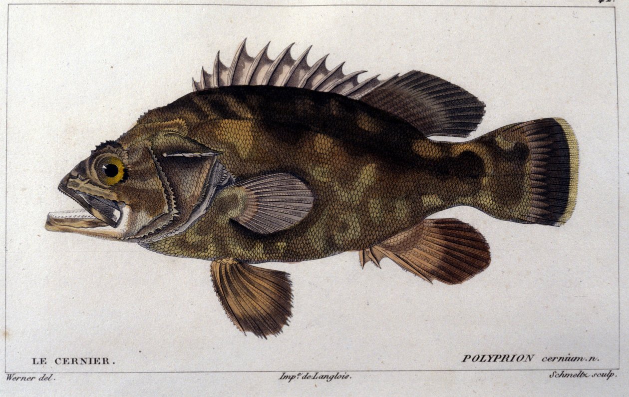 Gruppen i henhold til "Natural history of fish"" av Cuvier, Valenciennes, Paris av French School