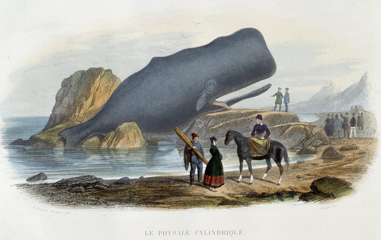 Den sylindriske physale (hval strandet) - i "" Le monde de la mer"" av Alfred Fredol, Hachette, Paris av French School