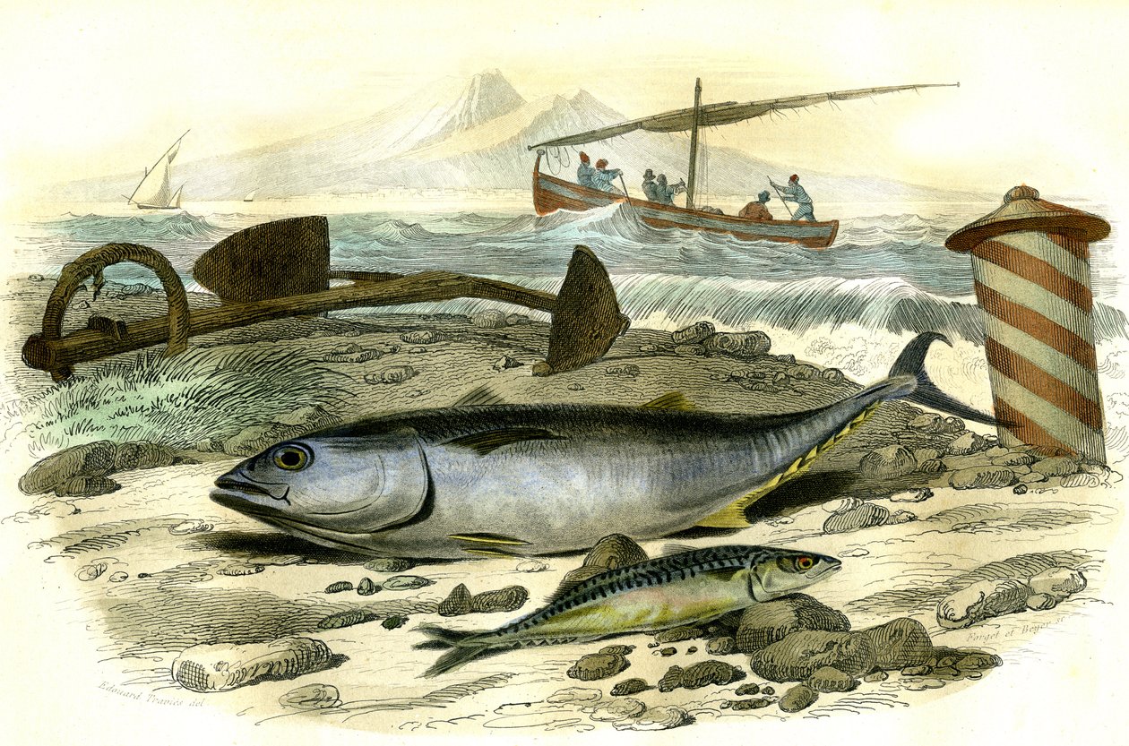 Le thon (Scomber Thynnus), le mackereau (Scomber Scombrus) - Tallerken hentet fra Histoire Naturelle av Bernard Germain de Lacepede (1856-1925), utgave P.Furme, Paris av French School