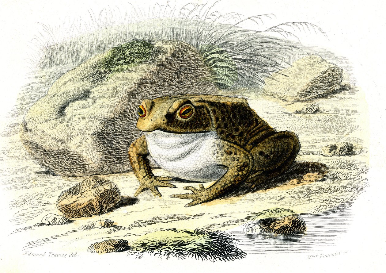 Le padde (Bufo vulgaris) - Plate fra naturhistorie av Bernard Germain de Lacepede (1856-1925), utgave P.Furme, Paris av French School
