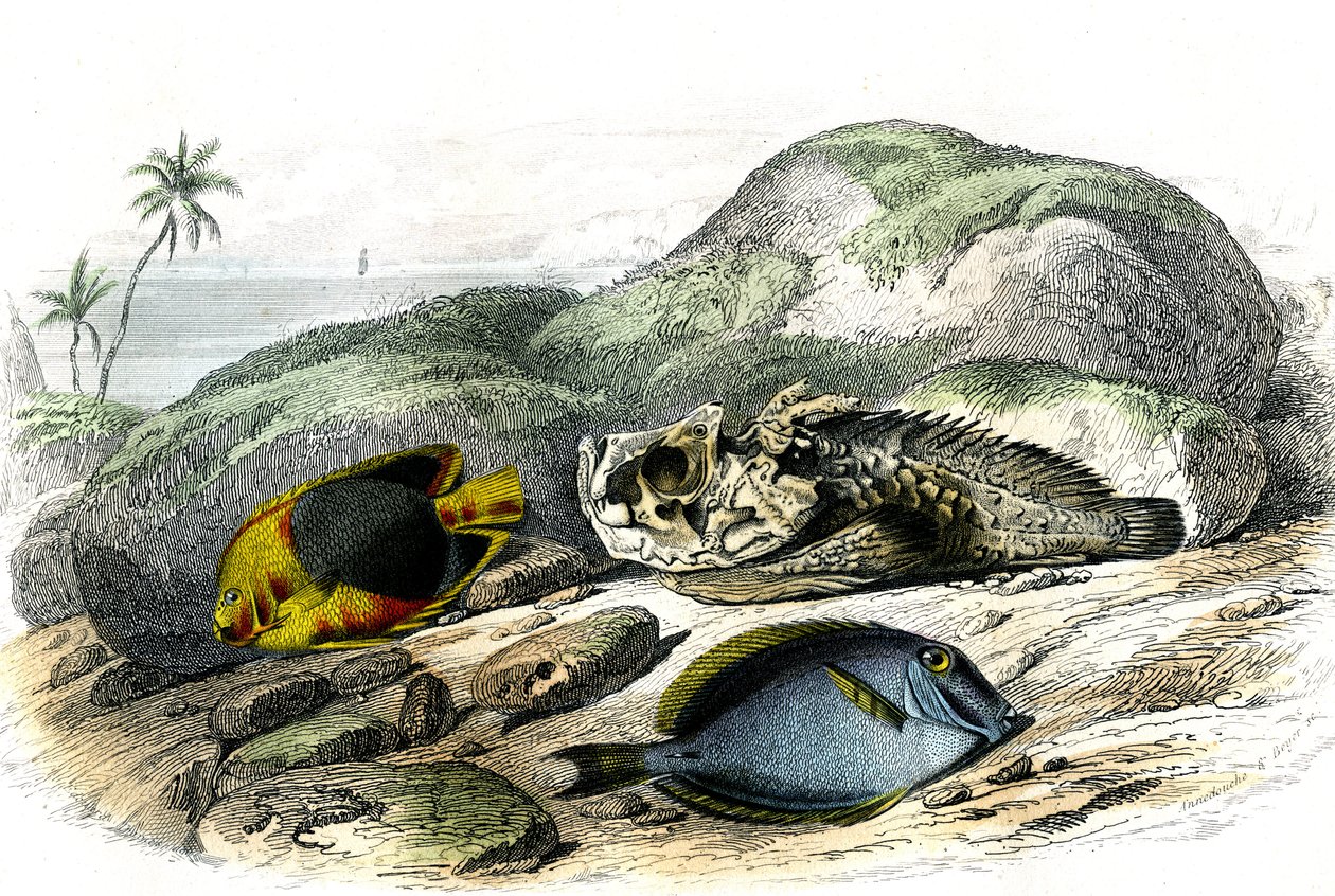 Tricoloren (Holocanthus tricolor), den grusomme og sugeren (Acanthurus Surgery) - Tallerken hentet fra Histoire Naturelle av Bernard Germain de Lacepede (1856-1925), utgave P.Furme, Paris av French School