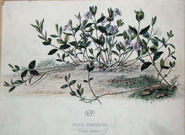 Lesser Periwinkle eller Vinca minor (farget gravering) av French School