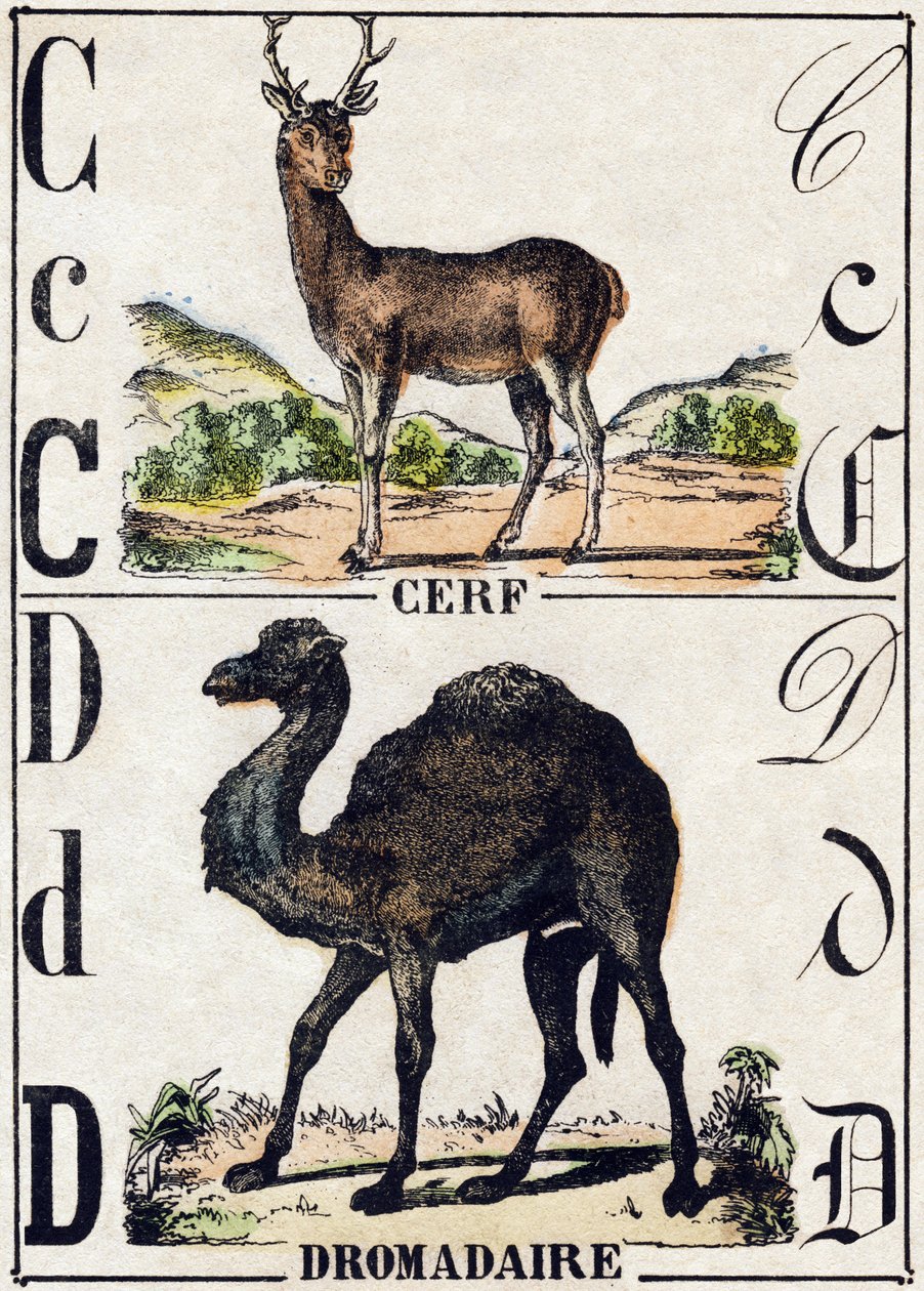 Bokstav C Hjort; D Dromedar. Gravering i "" Alphabet des animaux sauvages"". 9. serie. Bilder av Epinal, Pellerin, trykkeri-utgiver, ca. 1870. Graveringer på tre, stensilert. 16 sider. Mål: 20 x 15 cm. Privat samling av French School