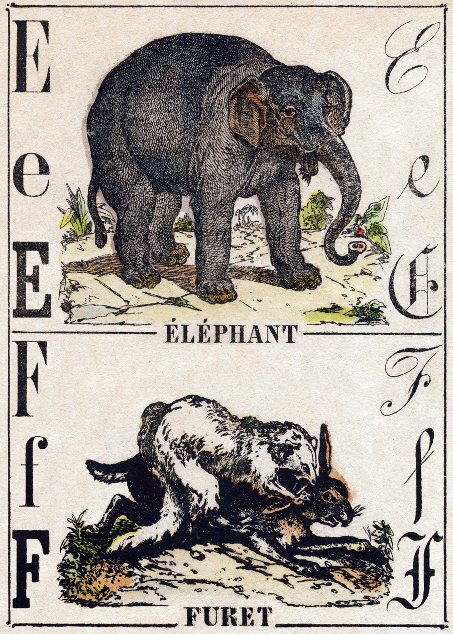 Bokstaven E elefant; F Ilder. Gravering i "" Alphabet des animaux sauvages"". 9. serie. Bilder av Epinal, Pellerin, trykkeri-utgiver, ca. 1870. Graveringer på tre, stensilert. 16 sider. Mål: 20 x 15 cm. Privat samling av French School