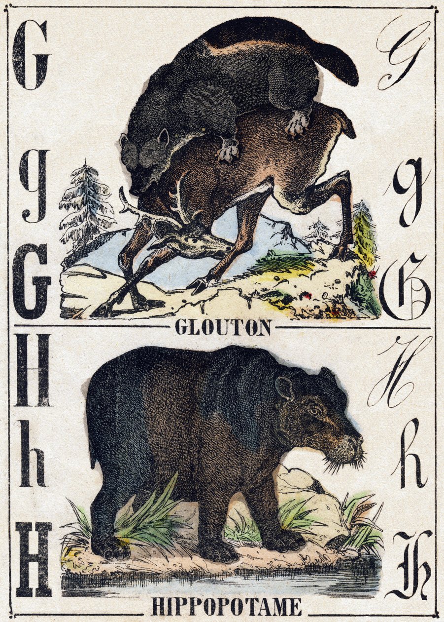Bokstaven G Glutton; H Flodhest. Gravering i "" Alphabet des animaux sauvages"". 9. serie. Bilder av Epinal, Pellerin, trykkeri-utgiver, ca. 1870. Graveringer på tre, stensilert. 16 sider. Mål: 20 x 15 cm. Privat samling av French School