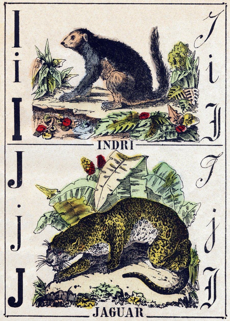 Bokstav I Indri (Lemurien); J Jaguar. Gravering i "" Alphabet des animaux sauvages"". 9. serie. Bilder av Epinal, Pellerin, trykkeri-utgiver, ca. 1870. Graveringer på tre, stensilert. 16 sider. Mål: 20 x 15 cm. Privat samling av French School