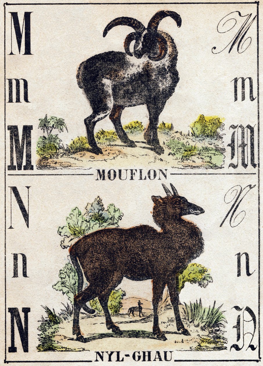 Bokstaven M Mouflon; N Nyl-ghau (Nyl ghau). Gravering i "" Alphabet des animaux sauvages"". 9. serie. Bilder av Epinal, Pellerin, trykkeri-utgiver, ca. 1870. Graveringer på tre, stensilert. 16 sider. Mål: 20 x 15 cm. Privat samling av French School