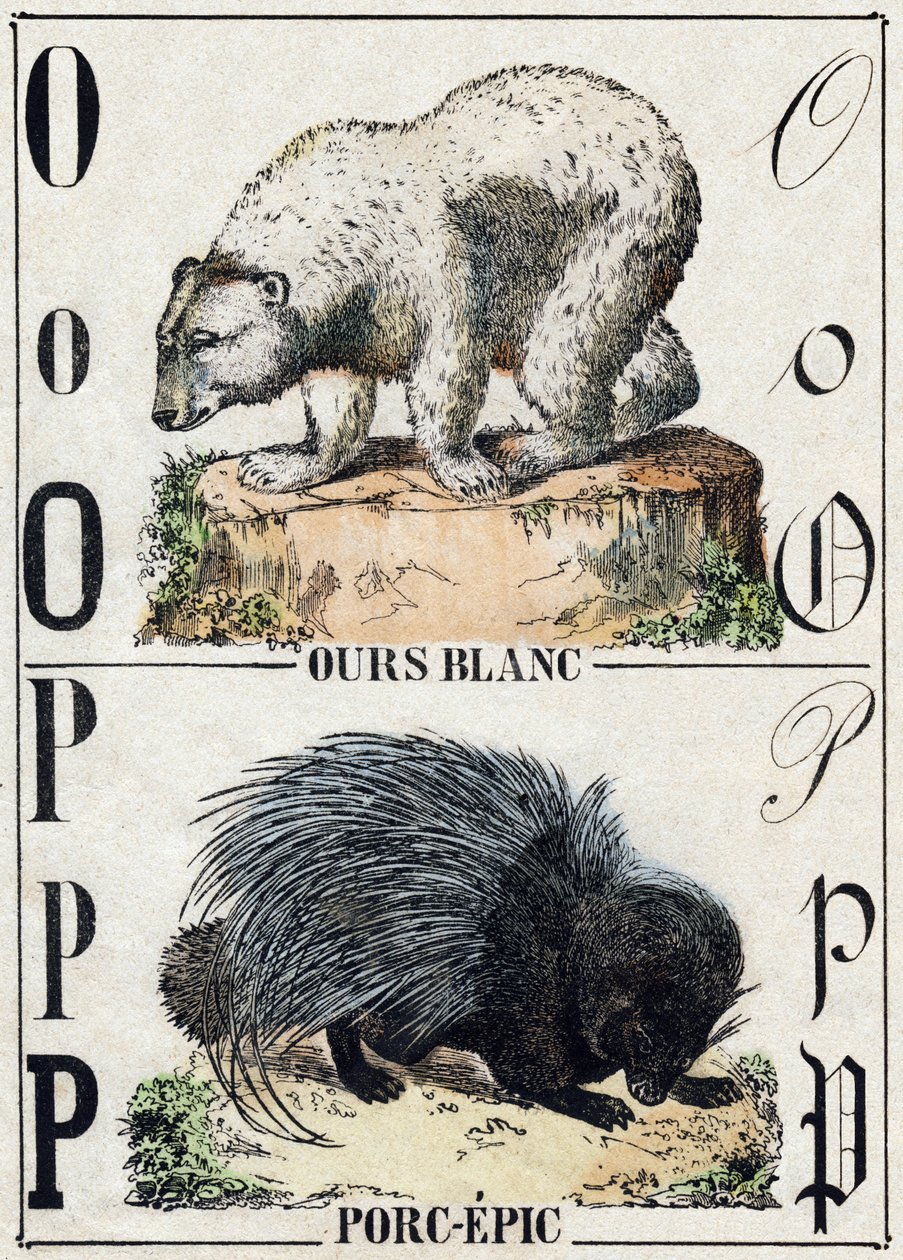 Bokstaven O Bjørn; P Svine-epos (Grise-epos). Gravering i "" Alphabet des animaux sauvages"". 9. serie. Bilder av Epinal, Pellerin, trykkeri-utgiver, ca. 1870. Graveringer på tre, stensilert. 16 sider. Mål: 20 x 15 cm. Privat samling av French School