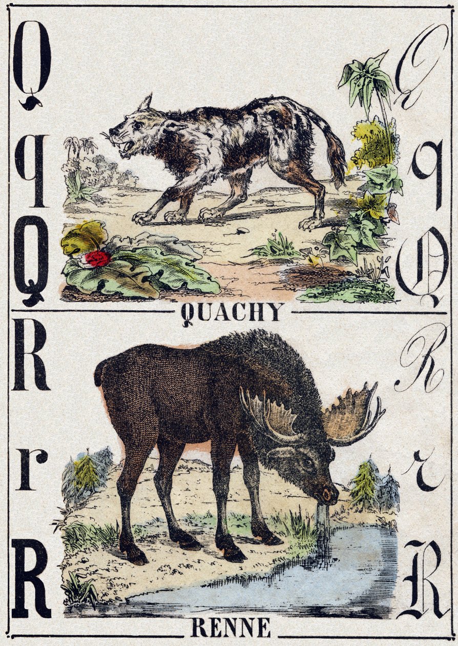 Bokstaven Q Quachy (søramerikansk løvehund); R Reinsdyr. Gravering i "" Alphabet des animaux sauvages"". 9. serie. Bilder av Epinal, Pellerin, trykkeri-utgiver, ca. 1870. Graveringer på tre, stensilert. 16 sider. Mål: 20 x 15 cm. Privat samling av French School