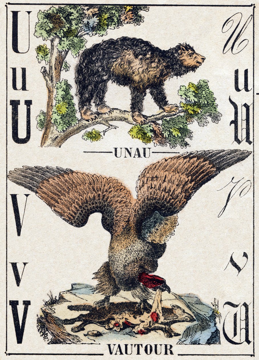 Bokstaven U Unau (lat); V Vulture. Gravering i "" Alphabet des animaux sauvages"". 9. serie. Bilder av Epinal, Pellerin, trykkeri-utgiver, ca. 1870. Graveringer på tre, stensilert. 16 sider. Mål: 20 x 15 cm. Privat samling av French School