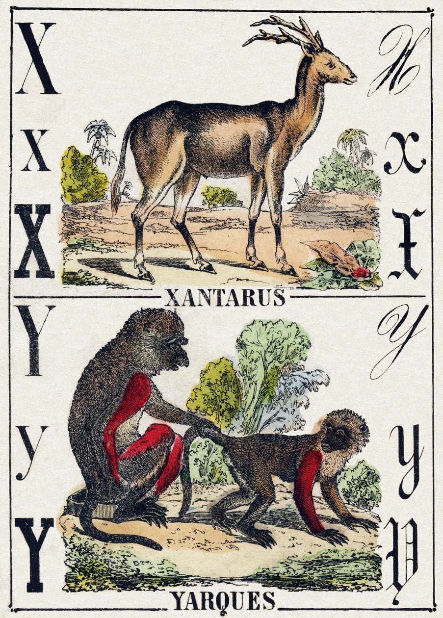 Bokstav X Xantarus; Y Yarques. Gravering i "Ville dyr alfabetet". 9. serie. Bilder av Epinal, Pellerin, trykkeri-utgiver, ca. 1870. Graveringer på tre, stensilert. 16 sider. Størrelse: 20 x 15 cm. Privat samling av French School
