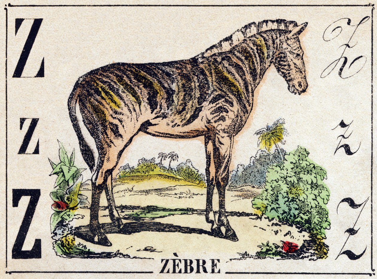 Bokstav Z Zebra. Gravering i "Ville dyr alfabetet". 9. serie. Bilder av Epinal, Pellerin, trykkeri-utgiver, ca. 1870. Graveringer på tre, stensilert. 16 sider. Størrelse: 20 x 15 cm. Privat samling av French School