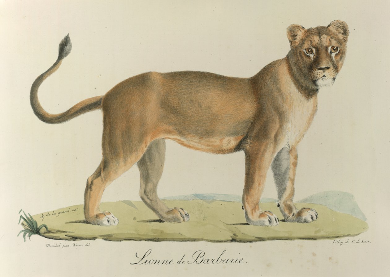 Barbary Lionee. En Barbary løvinne, fra 