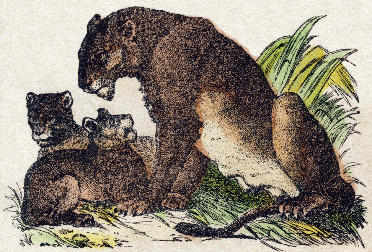 Løvinne. Gravering i "" Alphabet des animaux sauvages"". 9. serie. Bilder av Epinal, Pellerin, trykkeri-utgiver, ca. 1870. Graveringer på tre, stensilert. 16 sider. Mål: 20 x 15 cm. Privat samling av French School