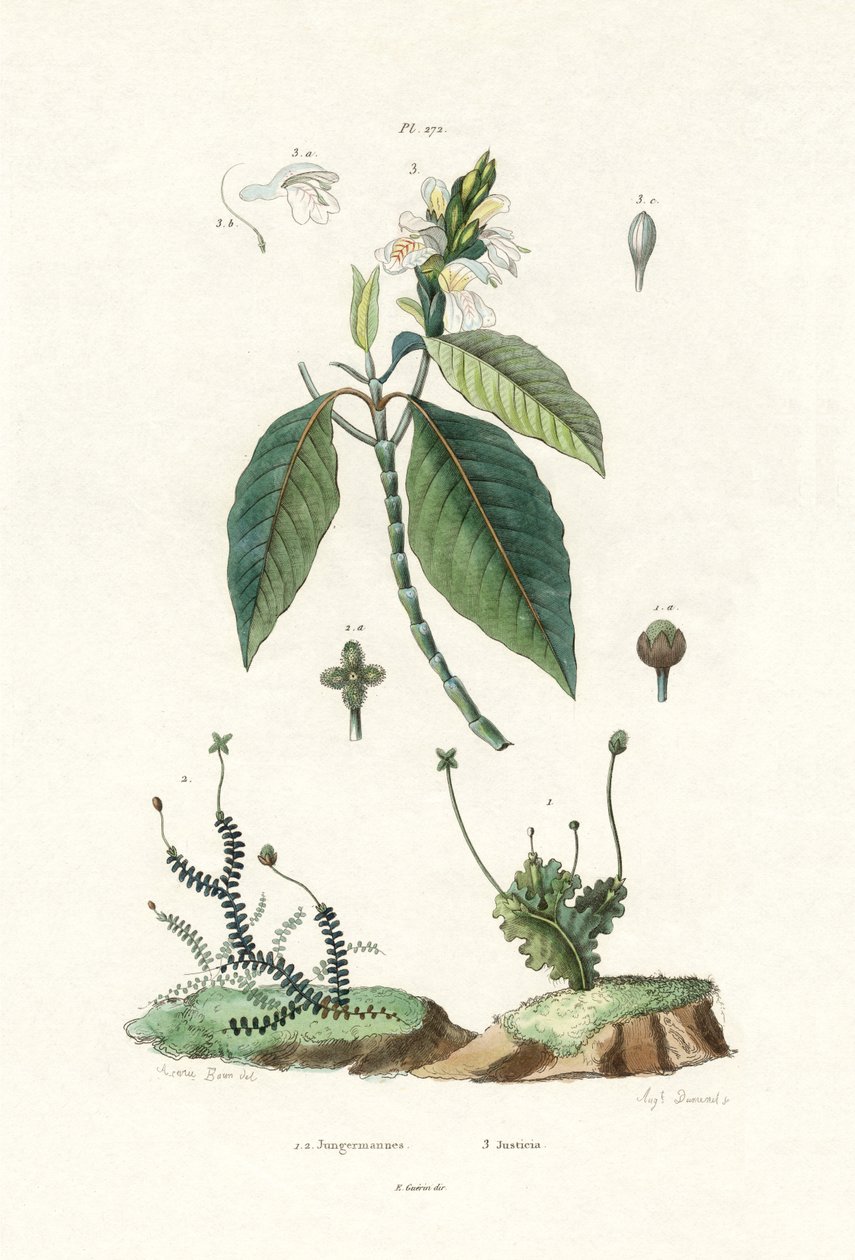 Levermose, 1833-39 av French School