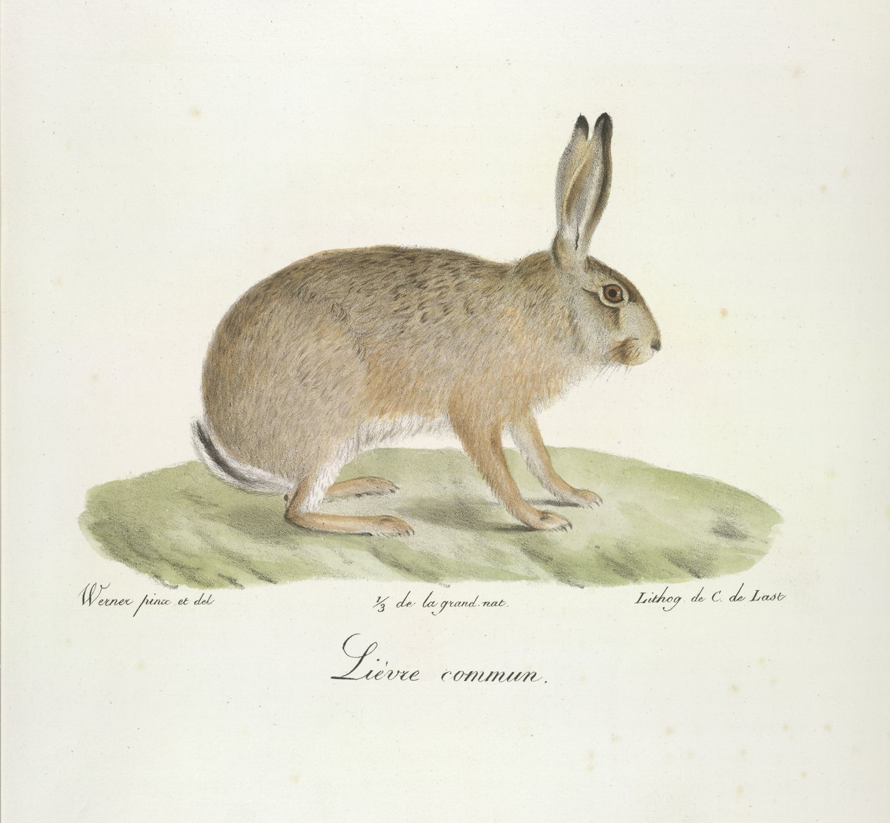 Vanlig hare, vanlig hare, fra Natural History of Pattedyr (farge litho) av French School