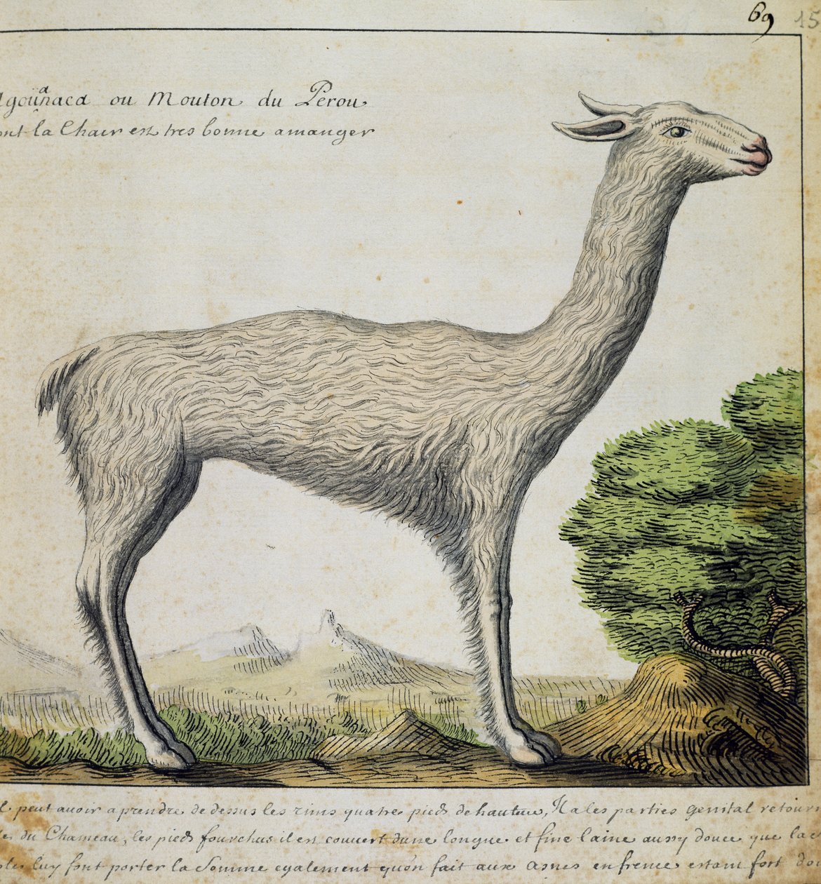 Lama, Peru, akvarell fra loggbok av Jacques Gouin de Beauchesne (1652-1730), kaptein for Compagnie royale de la Mer du Sud, fra 1698 til 1701, Frankrike av French School