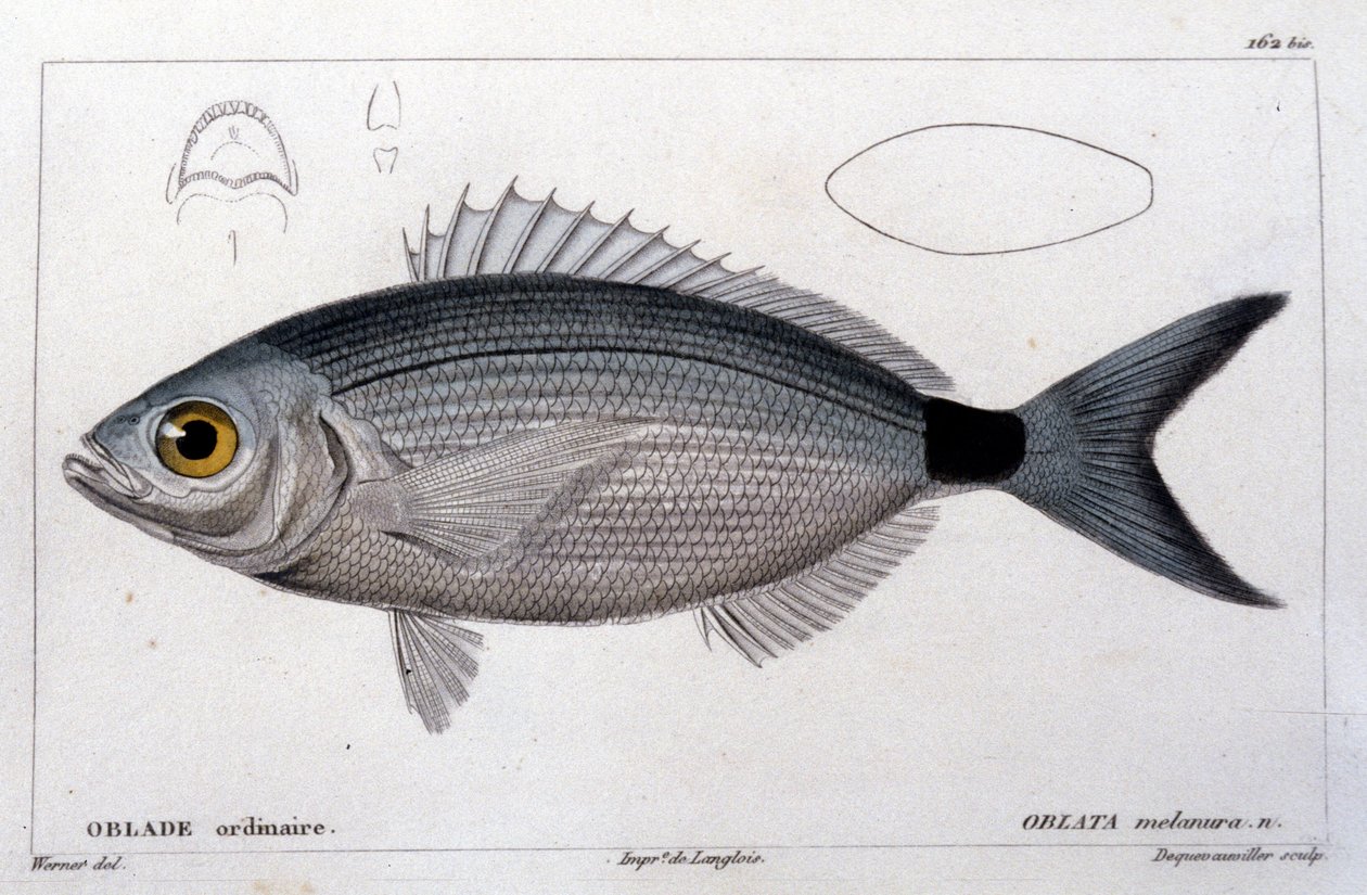 Den vanlige obladen etter "Fiskens naturhistorie" av Cuvier, Valenciennes, Paris av French School