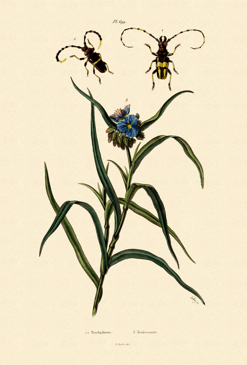 Longhorn Beetles, 1833-39 av French School