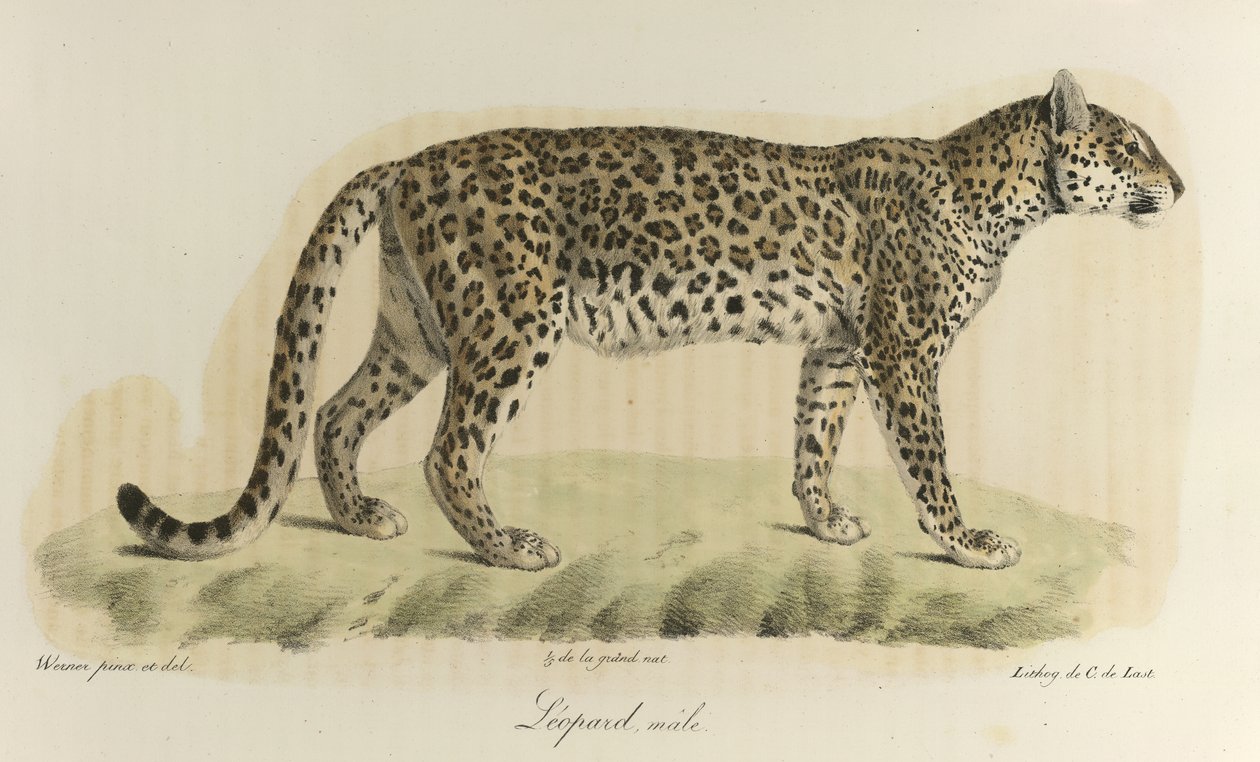Leopard, hann. En hannleopard, fra 
