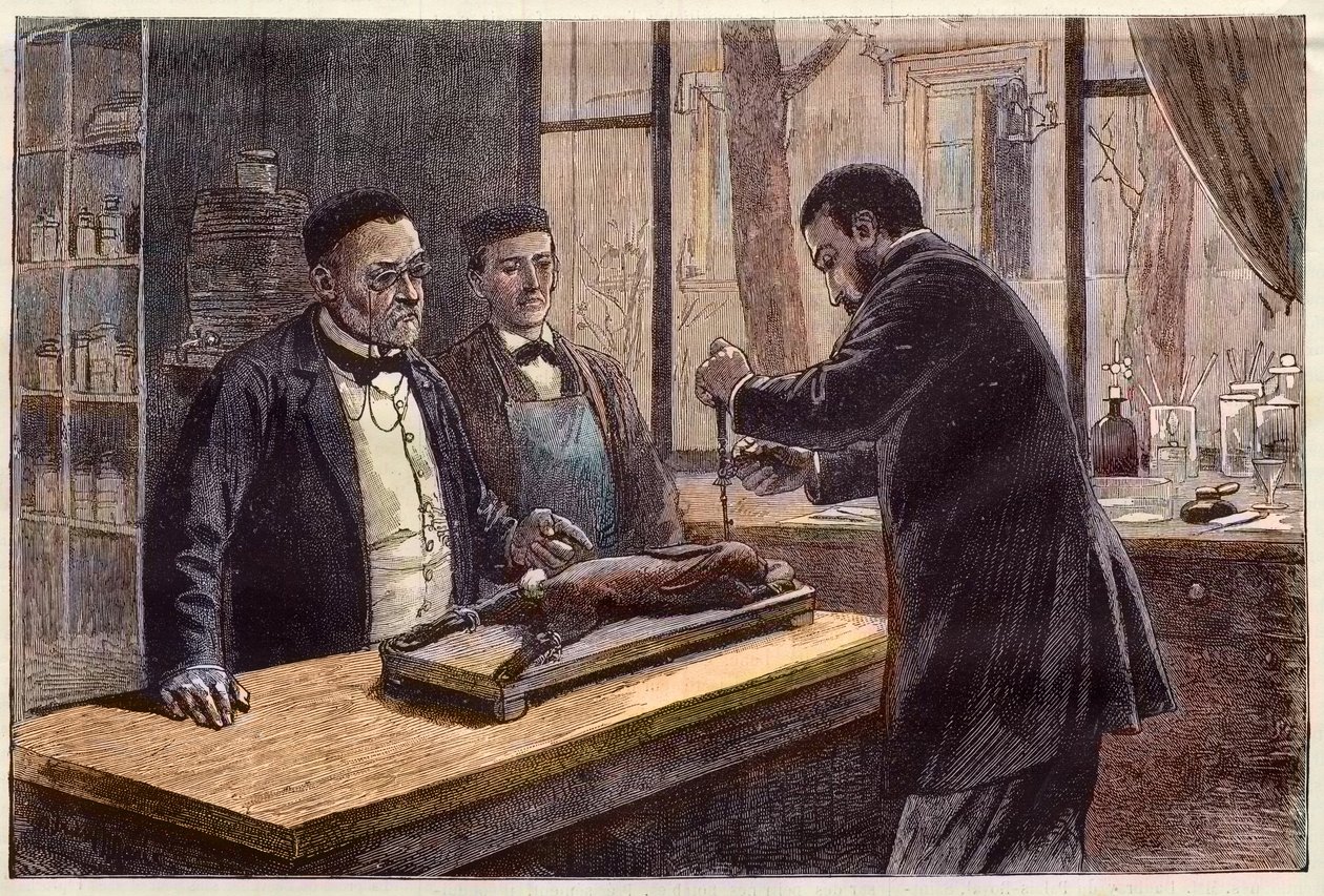 Louis Pasteur (1822-1895), fransk kjemiker og mikrobiolog, eksperimenterte på en kloroformert kanin under søket etter en kur mot rabies. av French School
