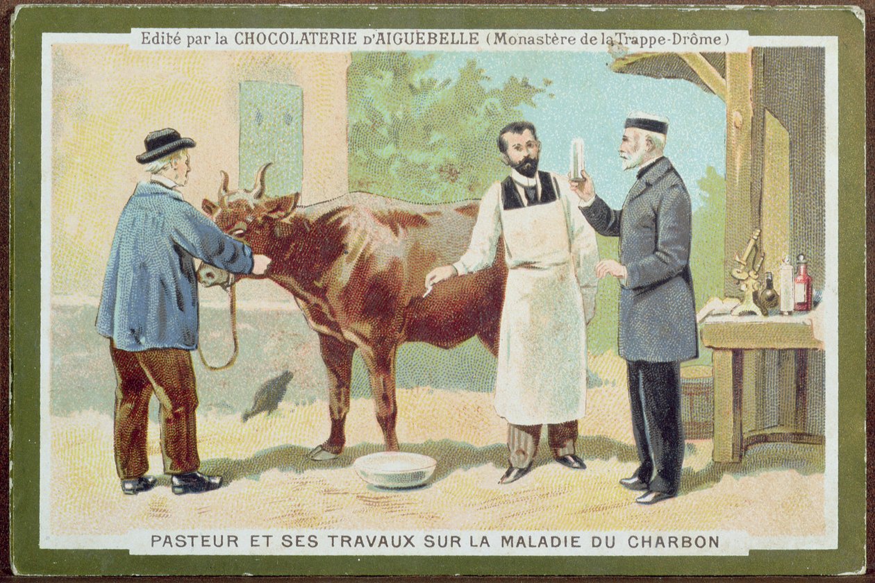 Louis Pasteur (1822-95) undersøker miltbrann, reklamekort fra Chocolaterie dAiguebelle av French School