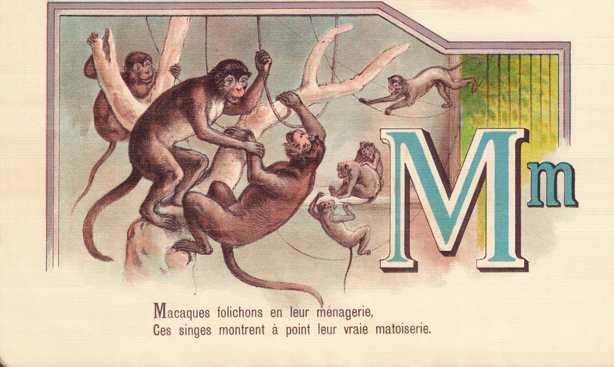 M: Brosjyrer av makaker i menasjeriet deres, Disse apene viser sitt sanne matoiserie av French School