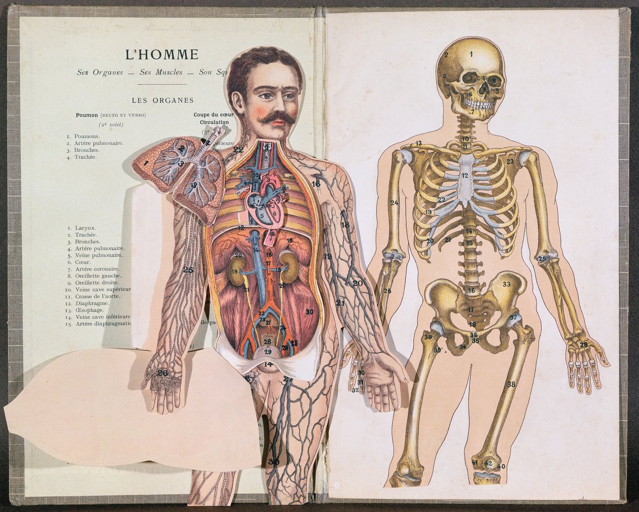 Mennesket, hans organer, musklene og skjelettet hans, fra Anatomie Elementaire av Dr. Lelievre av French School