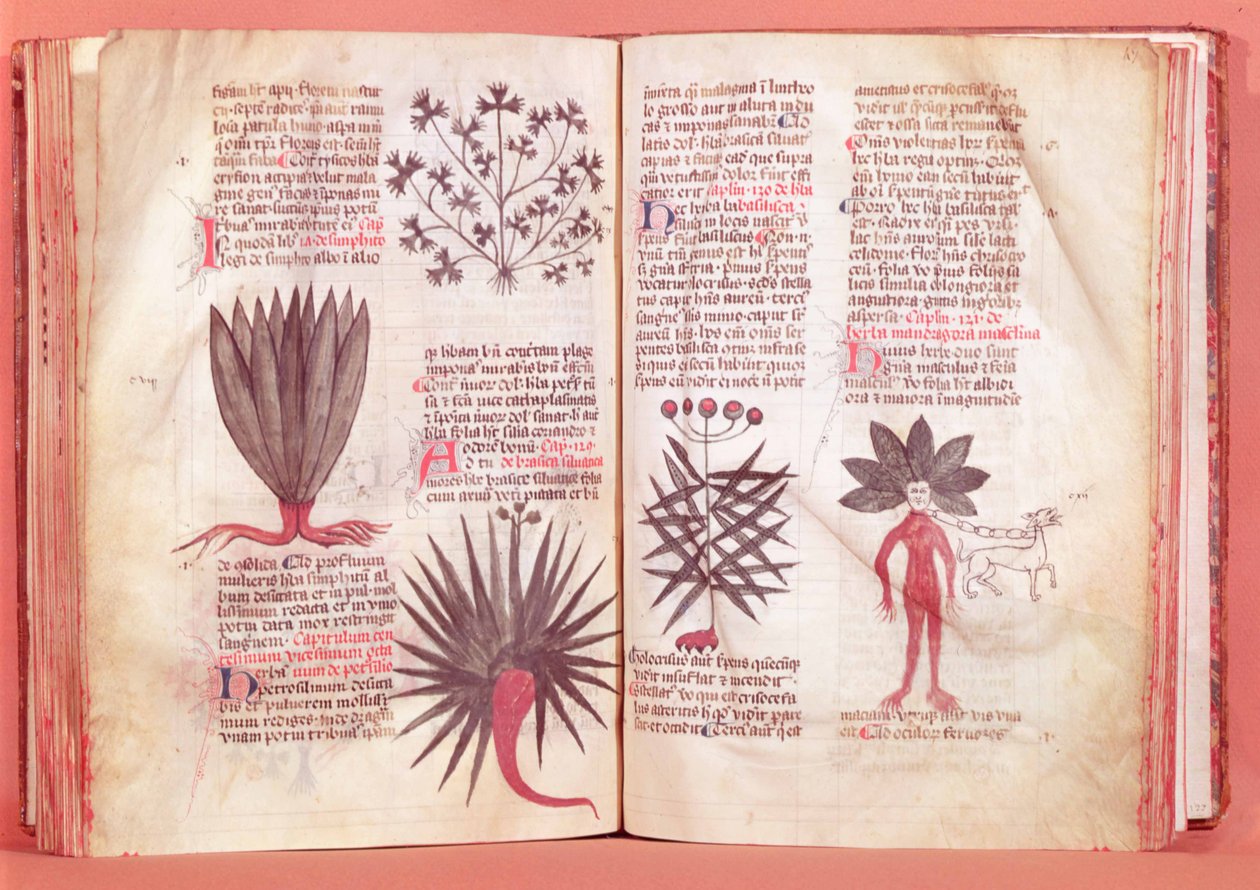 Mandrake, fra en traktat av Dioscorides (40-c.90 e.Kr.) av French School