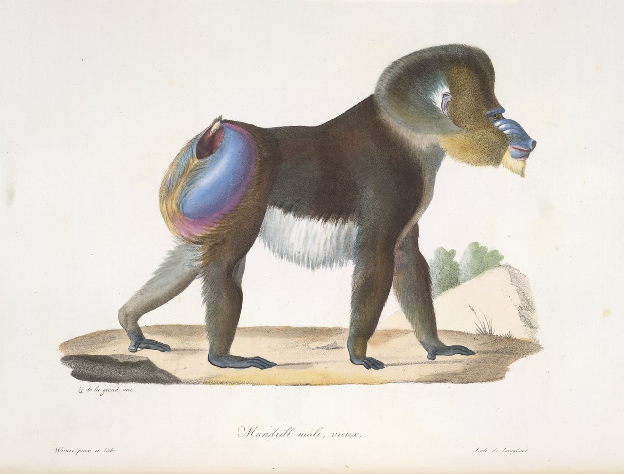 Mandrill, hann, gammel. En gammel mandrillbavian, fra Natural History of Mammals (farge litho) av French School