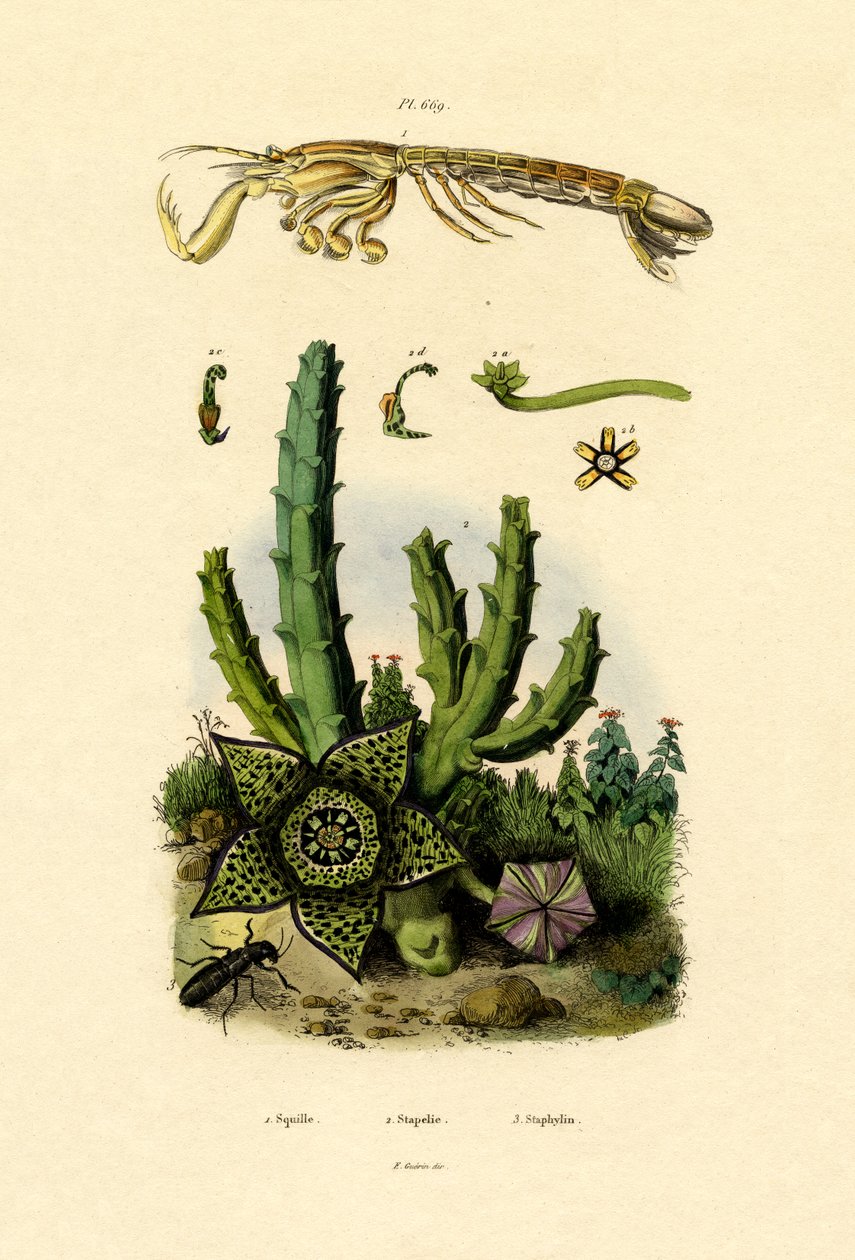 Mantis-reker, 1833-39 av French School