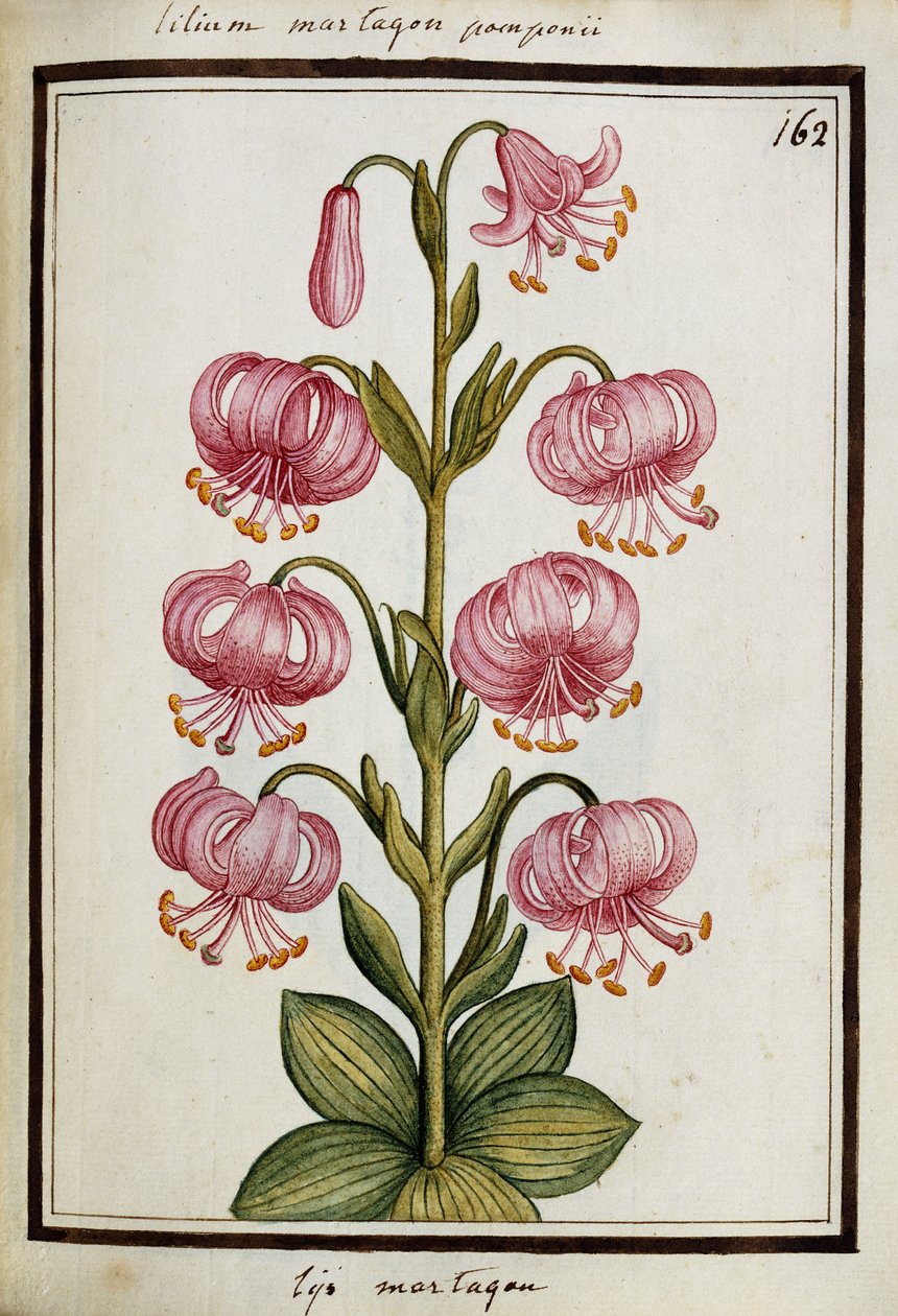 Martagon Lily, ca. 1700 av French School