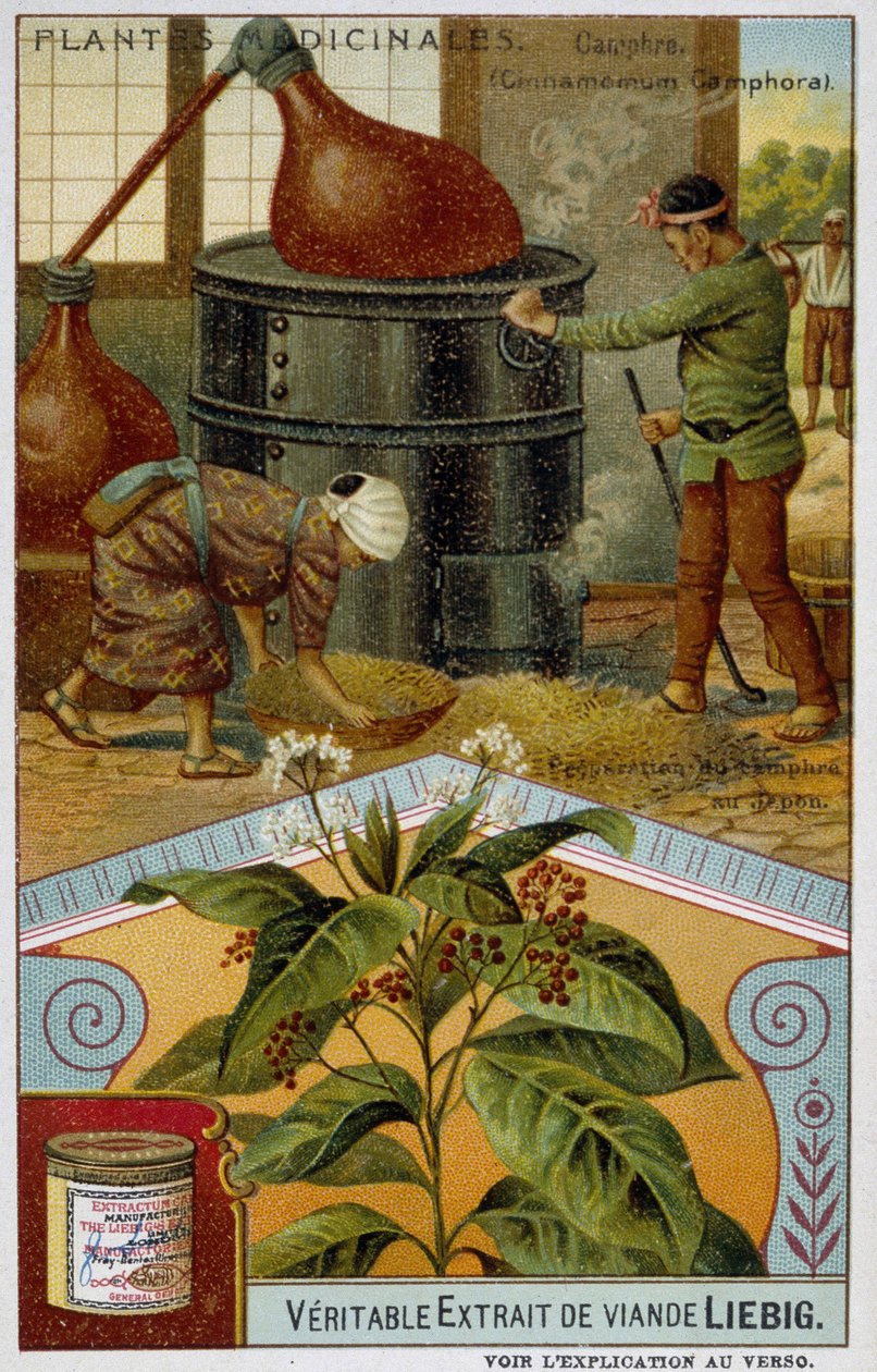 Medisinplanter: kamfer; forberedelse av kamfer i Japan - Chromo Liébig, v.1900 av French School