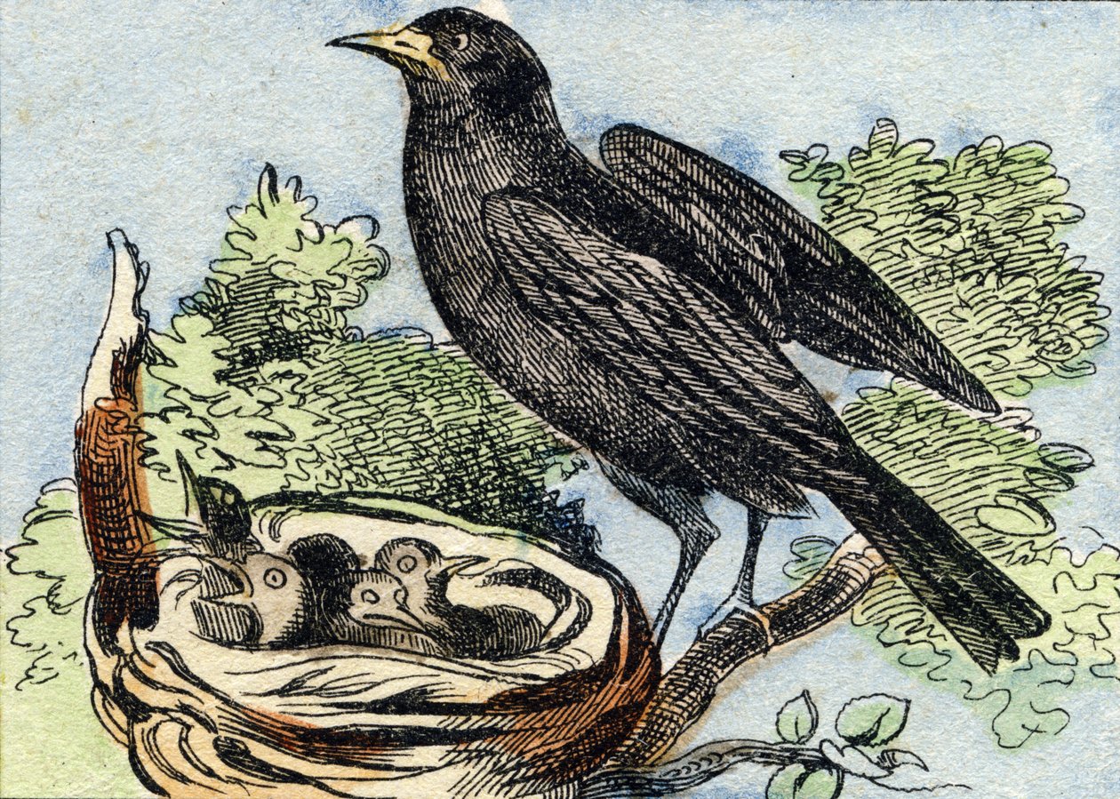 Merle. Gravering i "Buffon Alphabet des Oiseaux n 2". 3. Serie N 2. Avbildning av Epinal, Epinal, sent på 1800-tallet. 16 sider. Mål: 28x21cm av French School