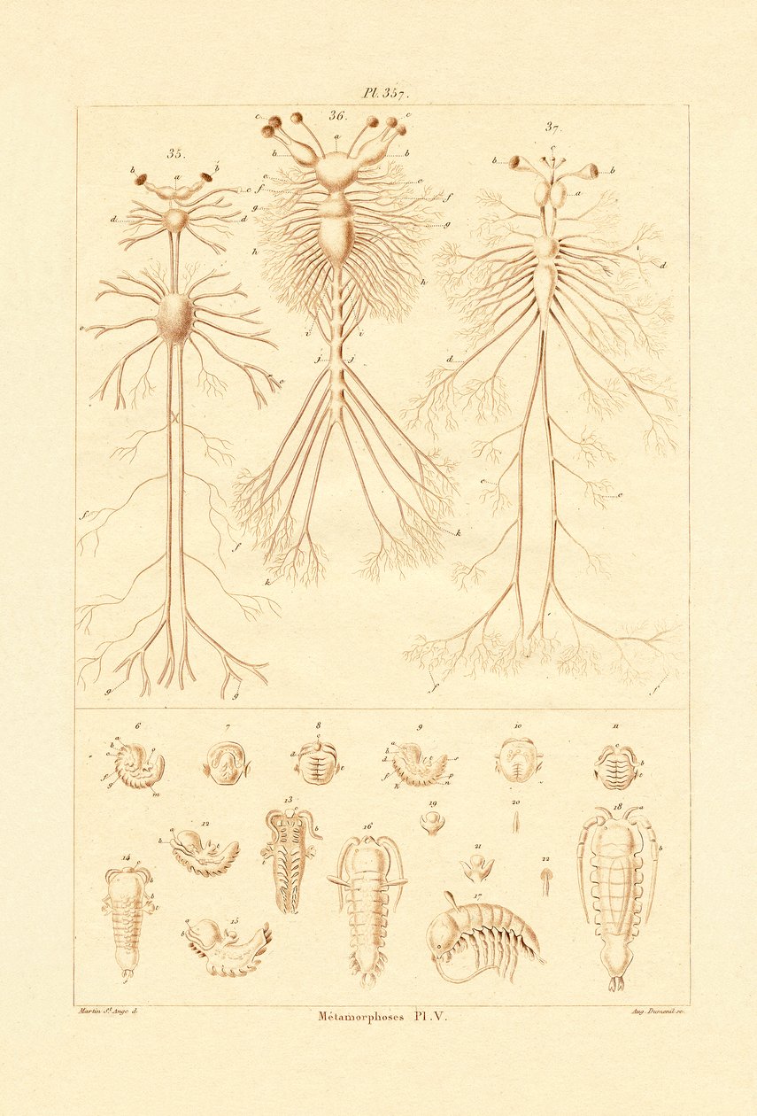 Metamorfose, 1833-39 av French School