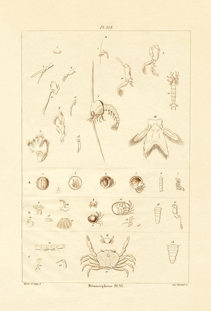 Metamorfose, 1833-39 av French School