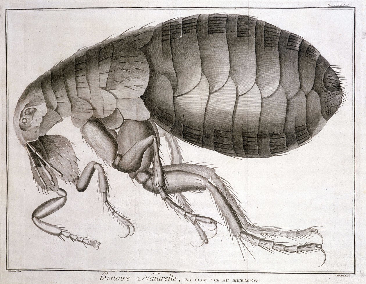 Mikroskop - i "Encyclopedia", Diderot et d'Alembert av French School