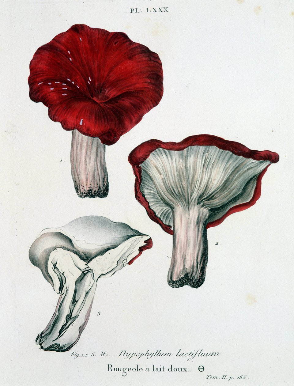 Melkemeslinger - i "Treatise des champignons"" av Jean Jacques Paulet, sent på 1700-tallet av French School