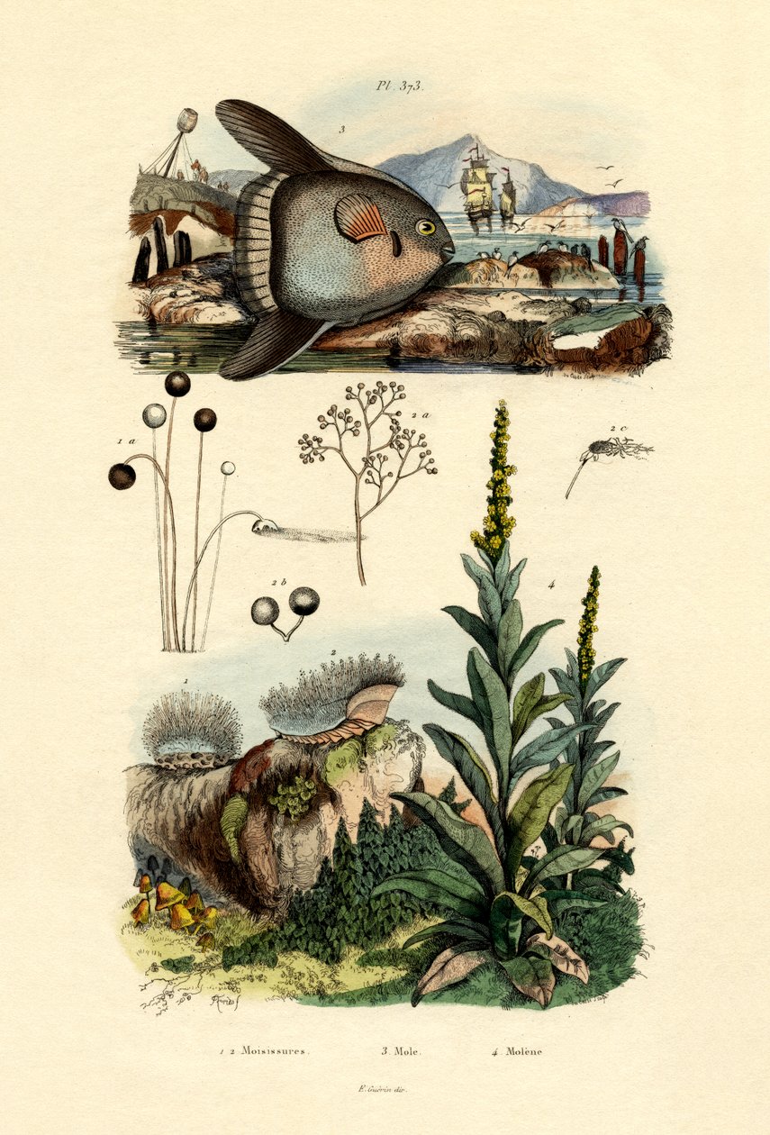 Mold, 1833-39 av French School
