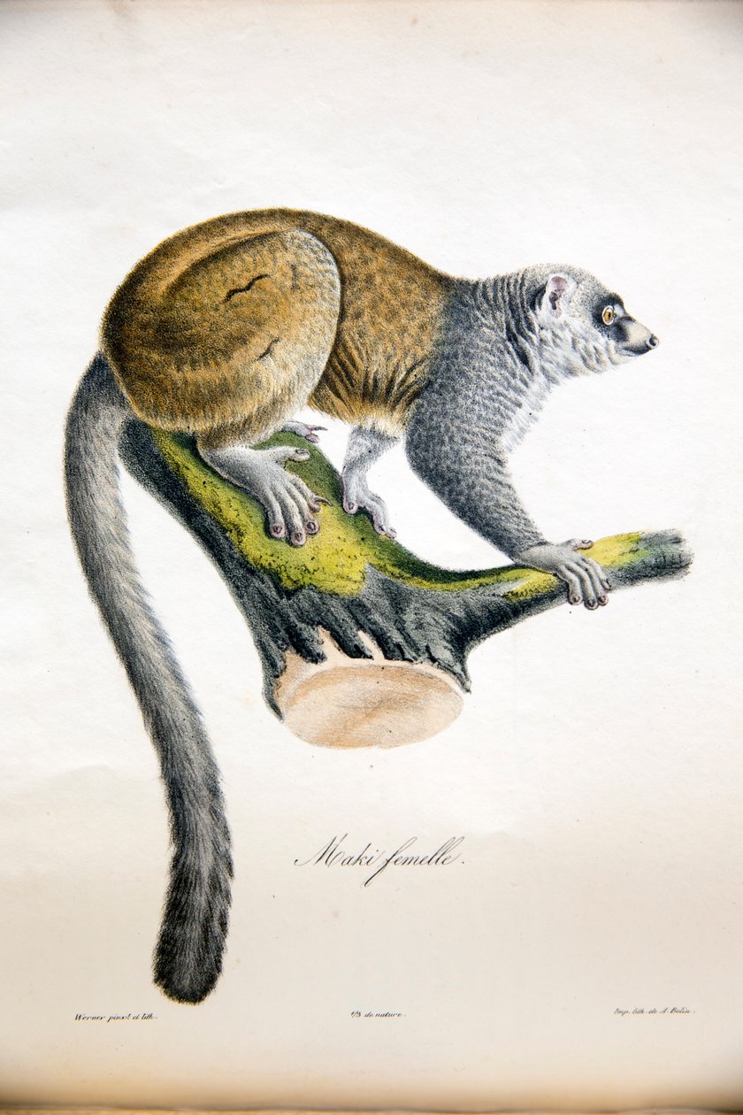 Mongoose lemur, fra Natural History of Pattedyr, med originale figurer, av Étienne Geoffroy Saint-Hilaire & Frédéric Cuvier, 1824-42 av French School