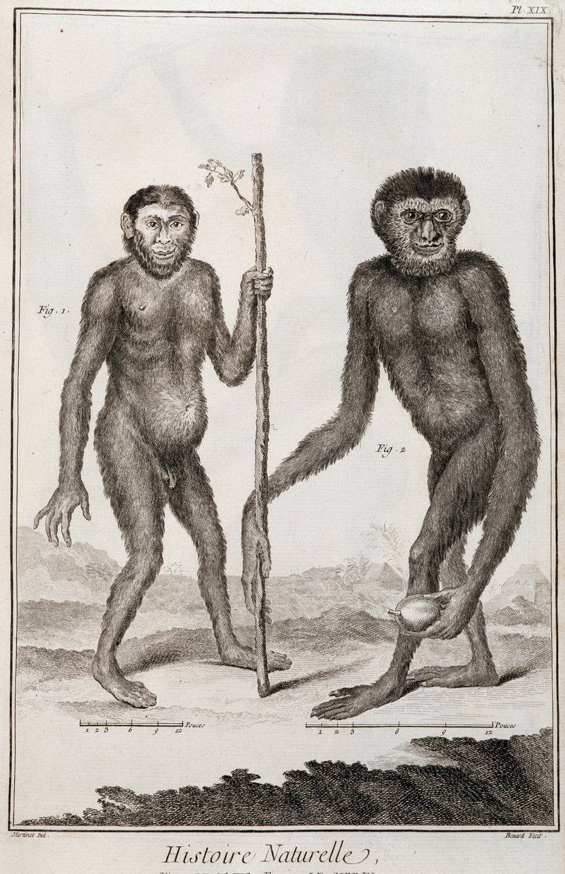 Apene Jocko og Gibbon av French School