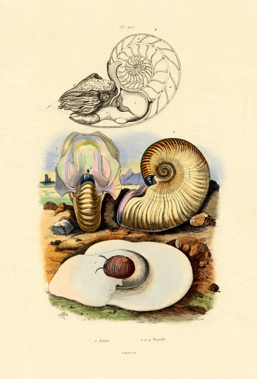 Månesnegl, 1833-39 av French School