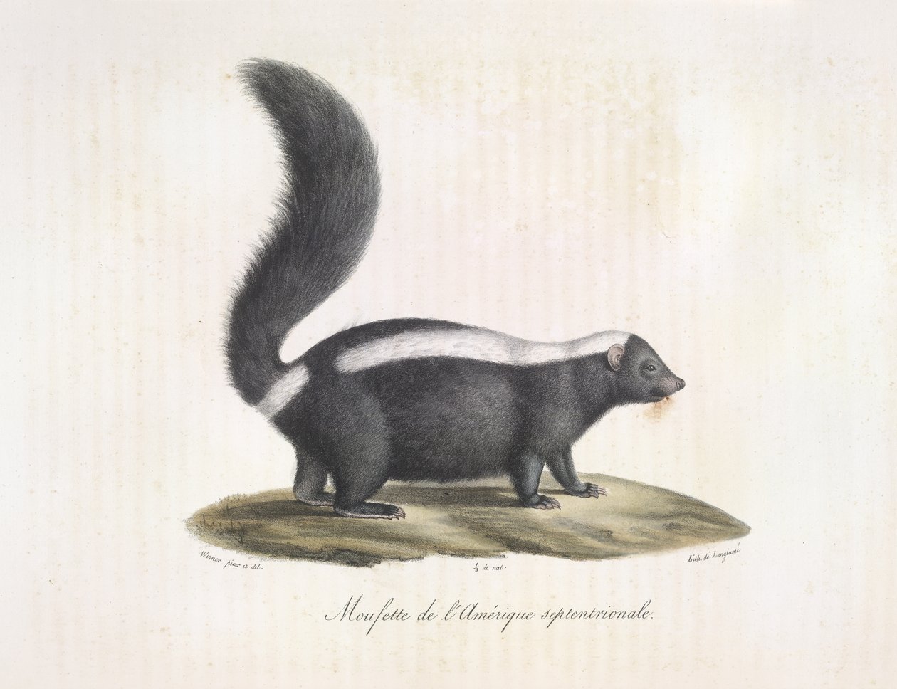 Stinkdyr. Skunk, fra Natural History of Mammals (farge litho) av French School